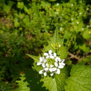 plante sauvage comestible alliaire officinale