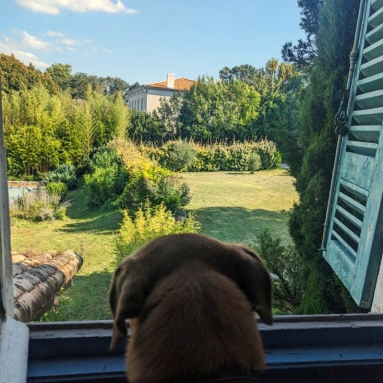 vue paco