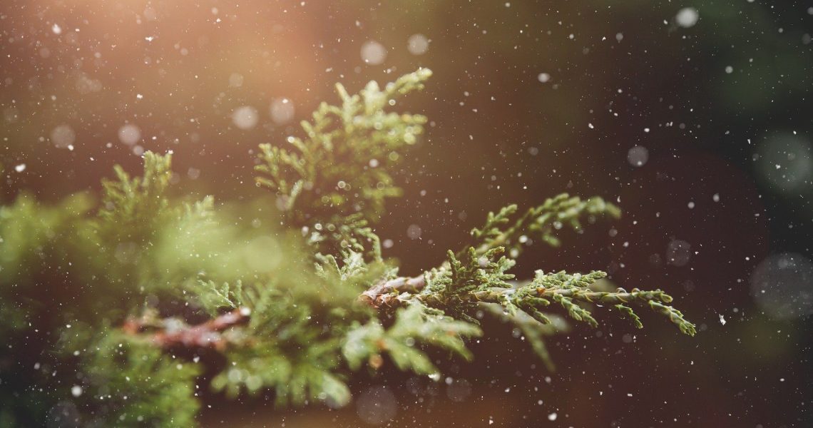 Offre vous un cadeau qui a du sens pour noel : un atelier nature